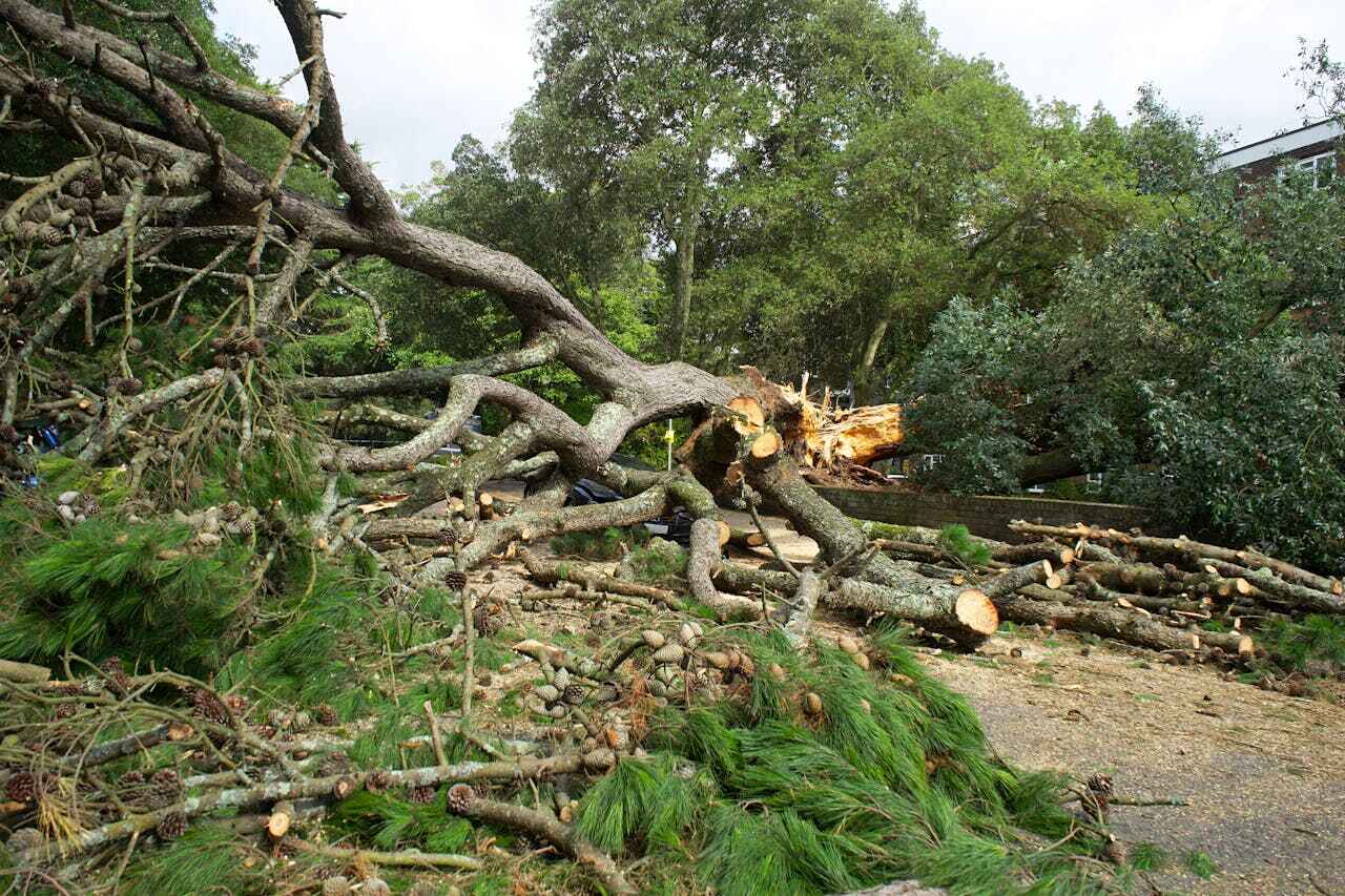 Best Tree Branch Trimming  in Holdenville, OK